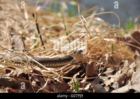 snake Stock Photo