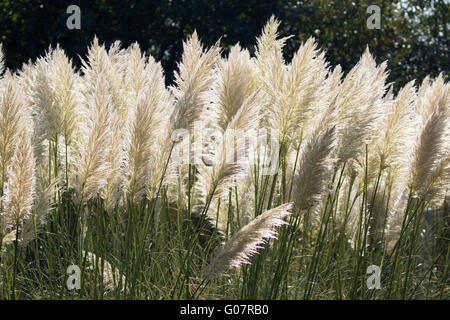 Pampas Grass, Cortaderia selloana, native to South America, growing in Gloucestershire, UK. Stock Photo