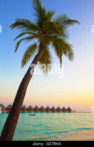 Palm tree over ocean in the light of the sunset su Stock Photo