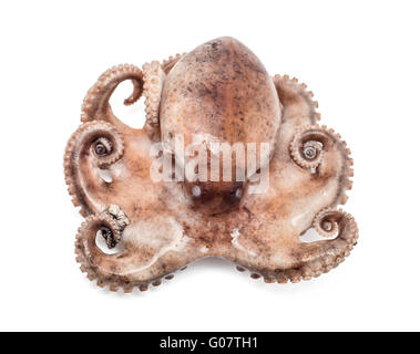 Small octopus isolated on white background. Close up Stock Photo - Alamy