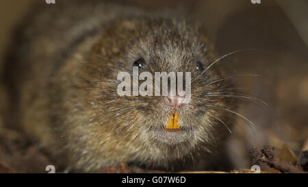 Water vole Stock Photo