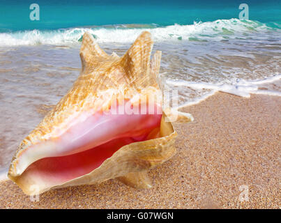 big bright shell lies on a beach near the sea Stock Photo