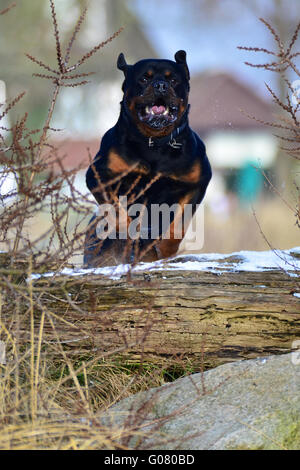 Rottweiler jumping a log Stock Photo