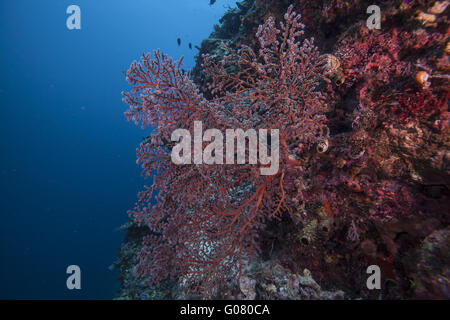 giant gorgonian fan Stock Photo