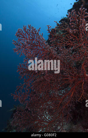 giant gorgonian fan Stock Photo