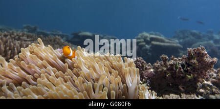 panorama of reefscape with clown fish and anemone Stock Photo