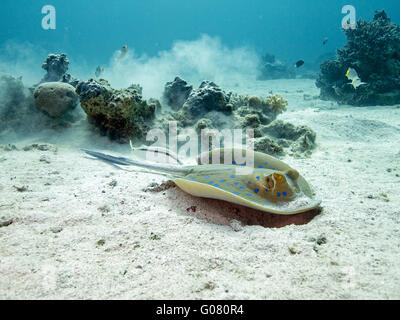 bluespotted ribbontail ray Stock Photo