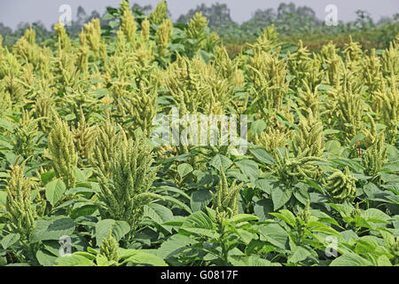 Indian Green Amaranth. Cultivated as leaf vegetables, cereals and ornamental plants. Genus is Amaranthus. Stock Photo
