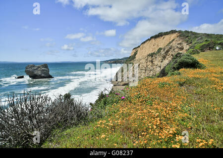 Coastline views near Arch Rock in Point Reyes National Seashore with Spring Flowers. Stock Photo