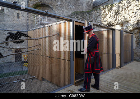 Raven master at feeding time. Ravens Night Enclosures at Tower of London, London, United Kingdom. Architect: llowarch and llowarch architects, 2015. Stock Photo