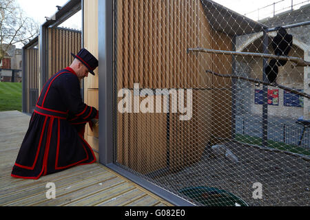 Raven master at feeding time. Ravens Night Enclosures at Tower of London, London, United Kingdom. Architect: llowarch and llowarch architects, 2015. Stock Photo