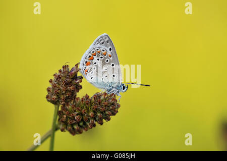 gossamer-winged butterfly Stock Photo