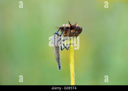 robber fly Stock Photo