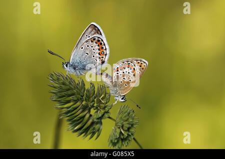 silver-studded blue paired Stock Photo