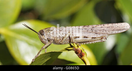 Grasshopper Stock Photo