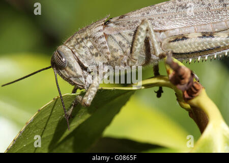 Grasshopper Stock Photo