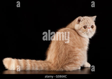 Exotic shorthair cat. Exotic domestic cat on black Stock Photo
