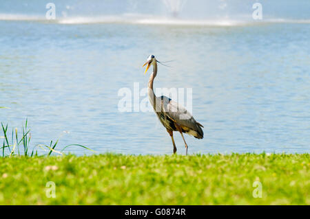 Crane with open beak Stock Photo