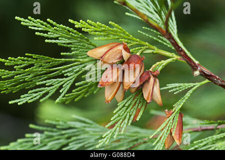 Female seed cones of California incense cedar Stock Photo