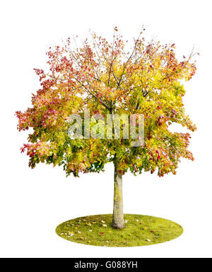 silhouette of red maple tree isolated on white background Stock Photo ...