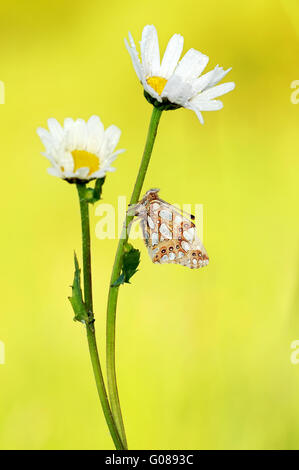 Queen of Spain fritillary and Chrysanthemum leucan Stock Photo