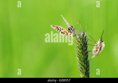 grizzled skipper and bee flies Stock Photo