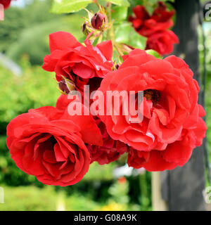 beautiful rose flower Stock Photo