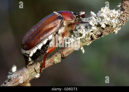 Cockchafer Stock Photo