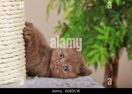 British Shorthair Kitten at scratching point Stock Photo