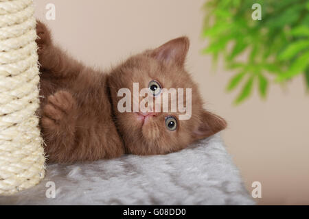 British Shorthair Kitten at scratching point Stock Photo