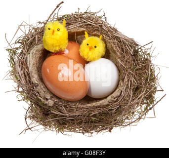 birds nest with eggs and toy chickens inside Stock Photo