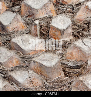 Palm tree bark Stock Photo