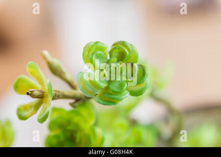 Little plant on the wood in the pot by selective focus Stock Photo