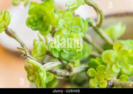 Little plant on the wood in the pot by selective focus Stock Photo