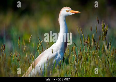 Cattle Egret Stock Photo