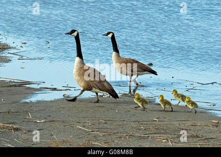 Canada Geese and Gosling's Stock Photo