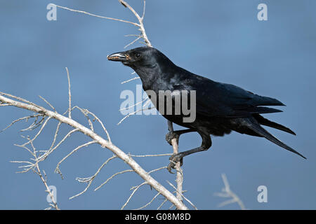 The American crow (Corvus brachyrhynchos) is a large passerine bird ...