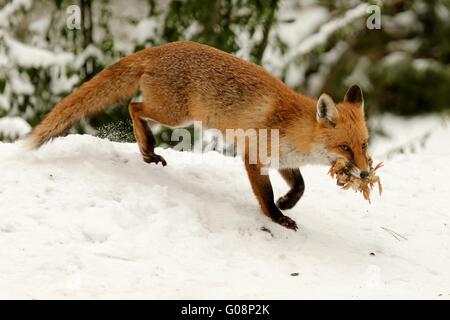 red fox with chicklets