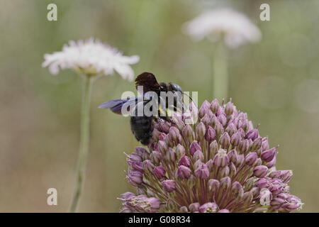 Xylocopa violacea, Violet Carpenter Bee, Indian Stock Photo