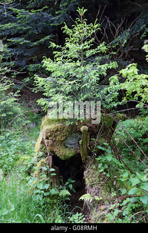 Yooung spruce emerging from an old tree stub Stock Photo