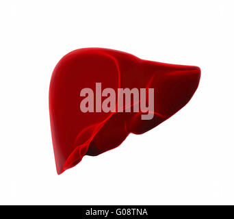 human liver in x-ray view Stock Photo