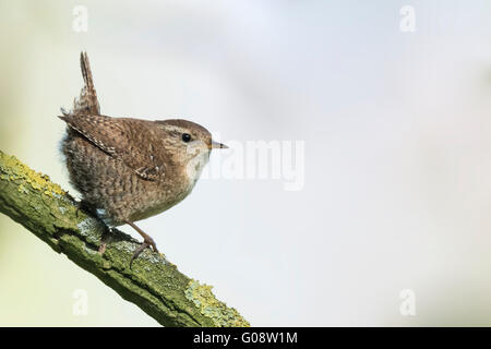 Eurasian Wren (Troglodytes troglodytes) bird closeup portrait while perched on a branch on a tree in a forest during Springtime. Stock Photo