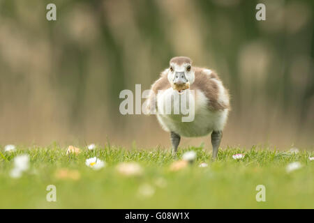 Close-up of Egyptian Geese, Alopochen aegyptiacus, chicks walking a grass field with flowers eating bread Stock Photo