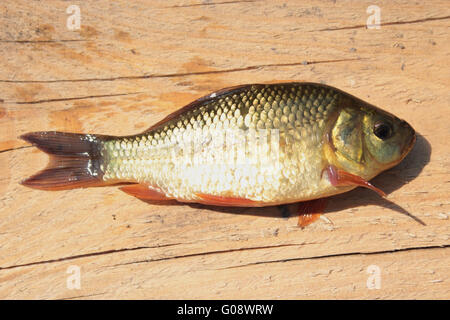 caught big red crucian on the wooded board Stock Photo