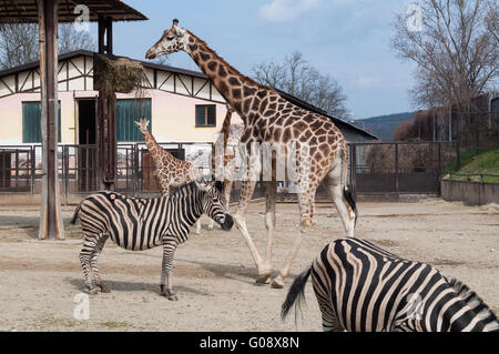 Zebras and Giraffes at the ZOO in Bratislava, Slovakia Stock Photo