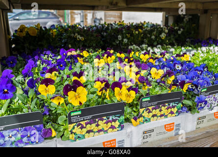 bedding plants on sale at a garden centre Stock Photo