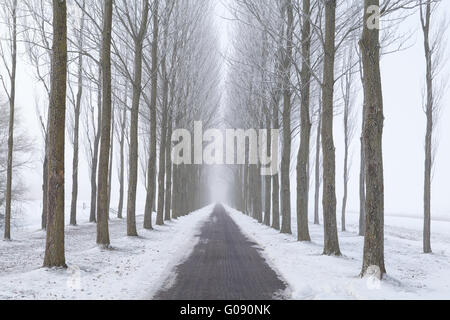 bike path between frosted tree rows in fog Stock Photo