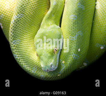 Green Tree Python Stock Photo