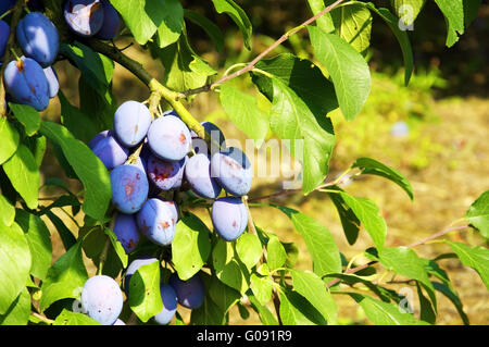 Plums on a tree Stock Photo