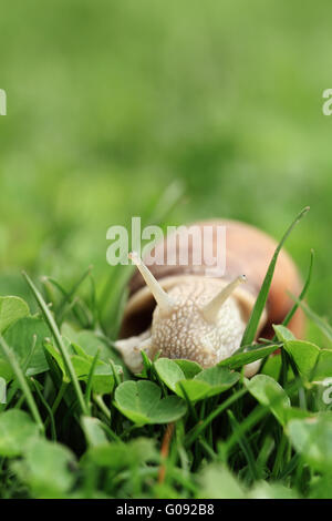 Crawler snail. Creeper snail after rain on the grass. Helix pomatia. Stock Photo